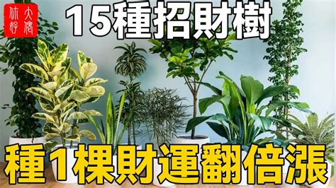 招財樹 風水|招財樹有哪些？命理專家盤點8種好照顧又能帶來好風水的植物